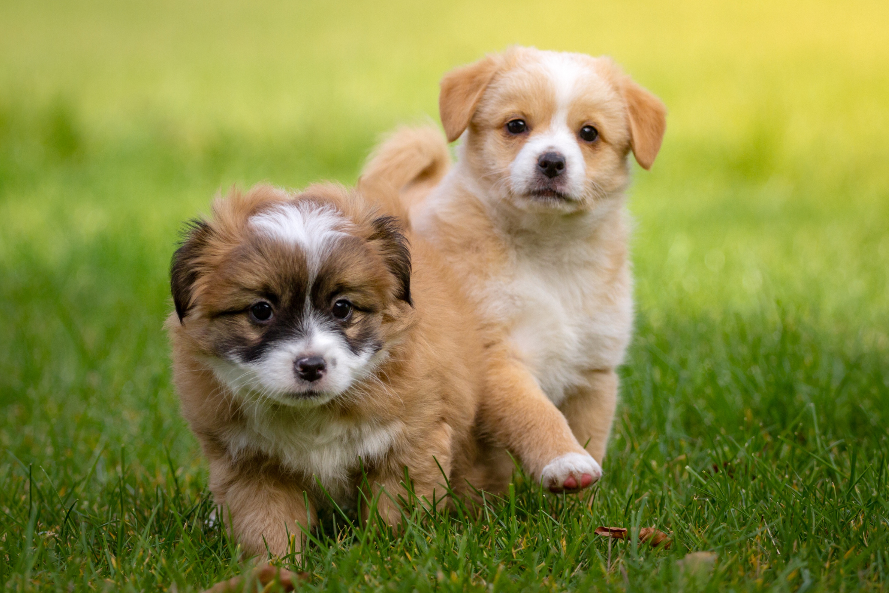 PetSmart at 25x on Rakuten