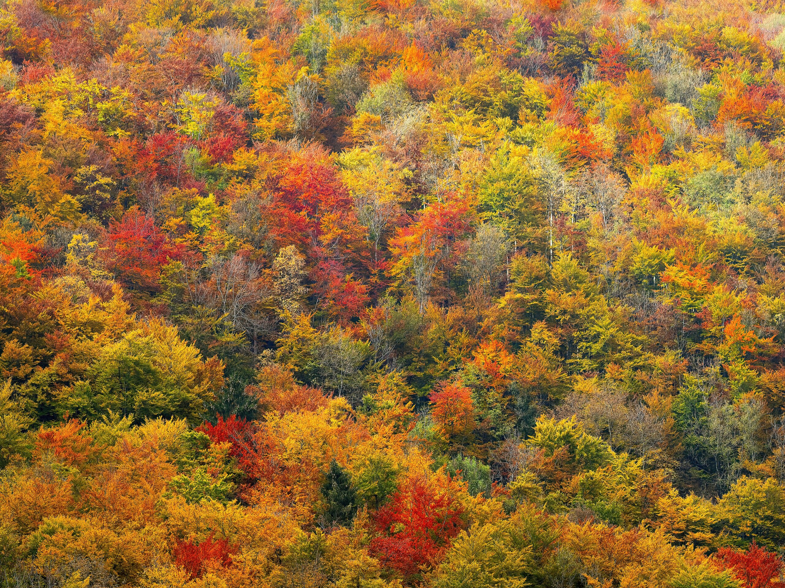 best places to see fall foliage in the U.S.